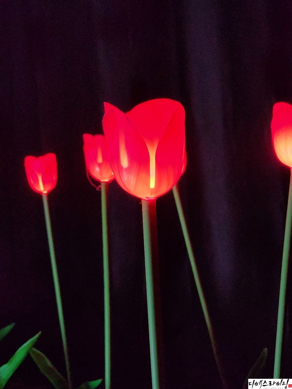 led빨간튤립