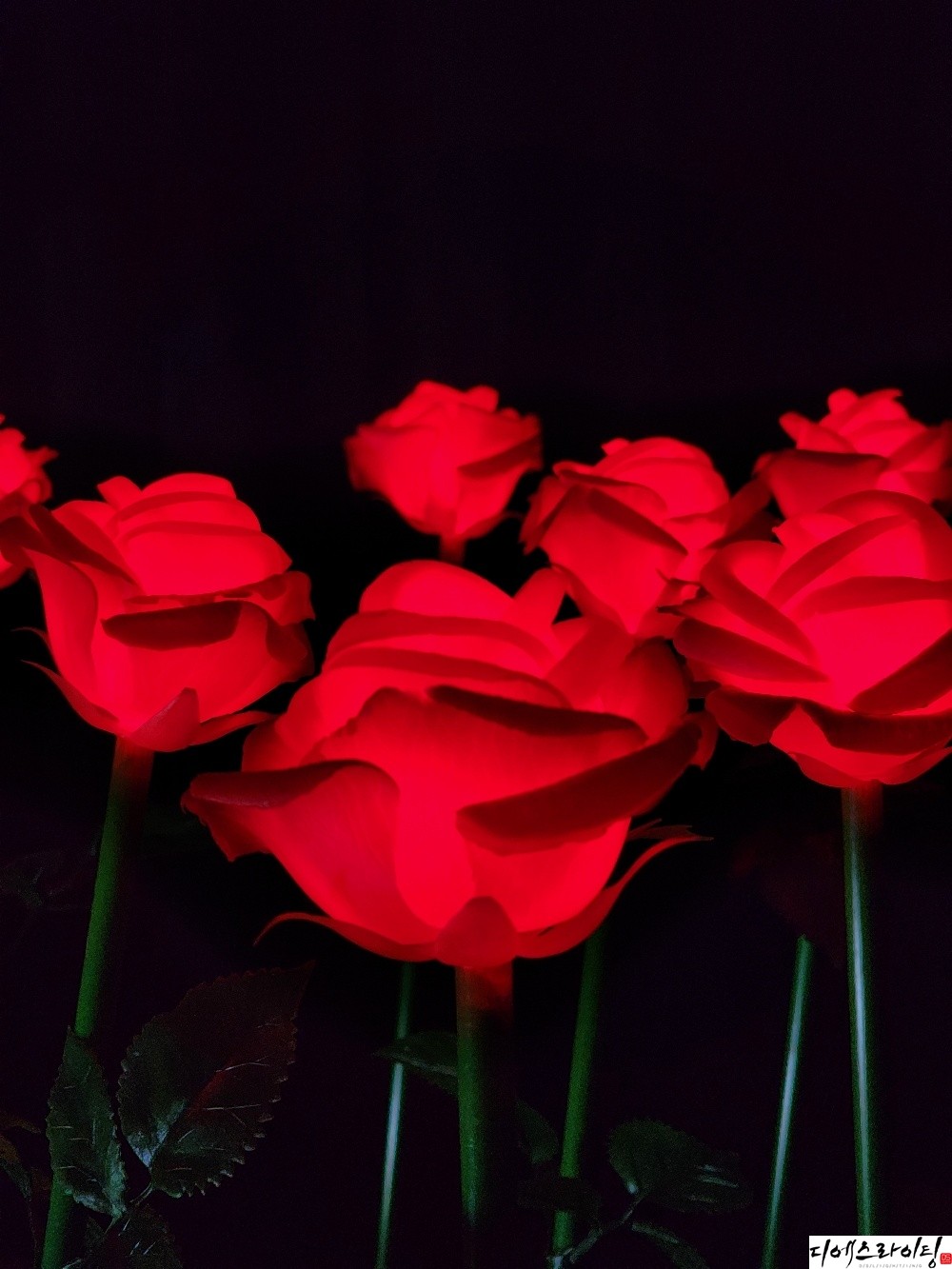 LED장미