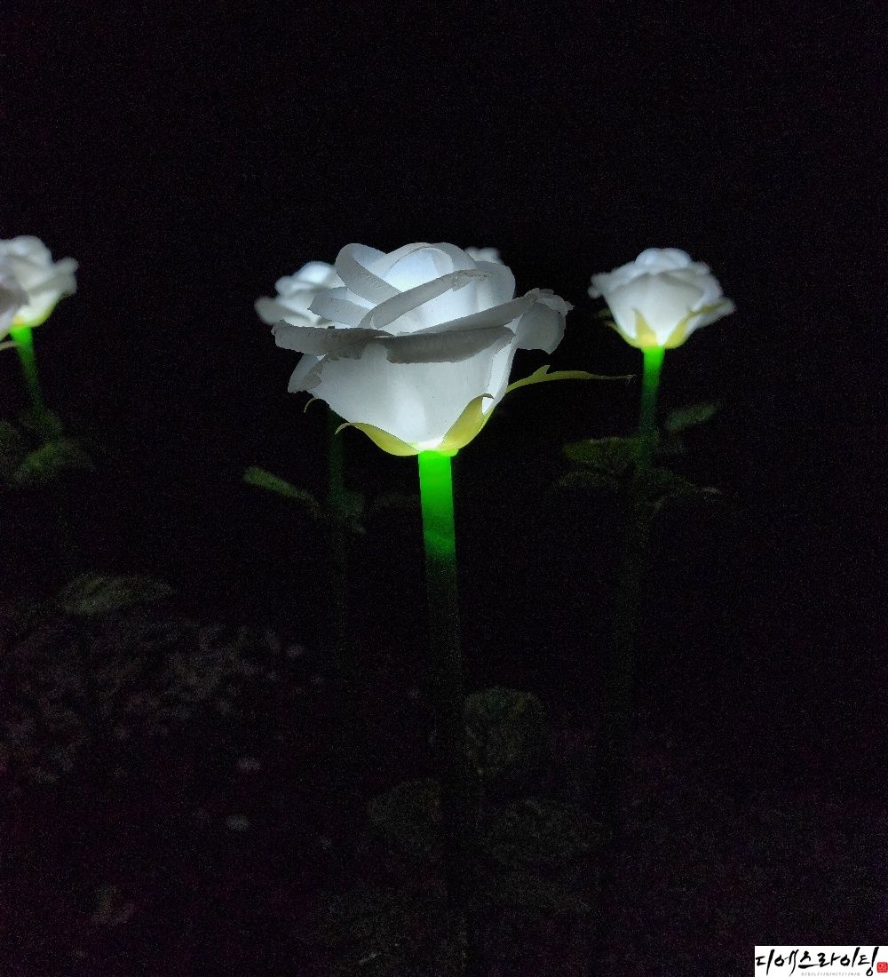 LED하얀장미