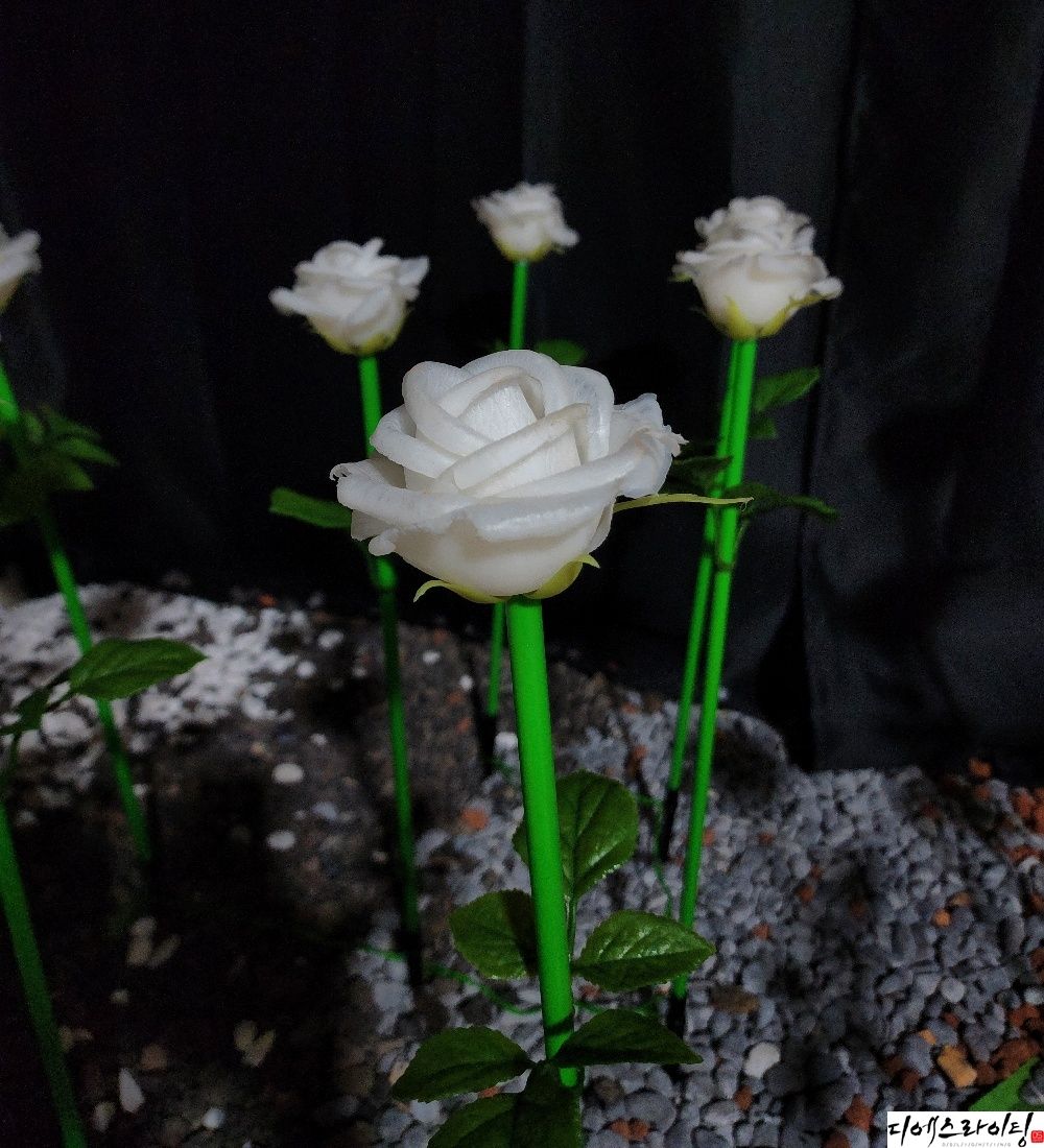 LED하얀장미