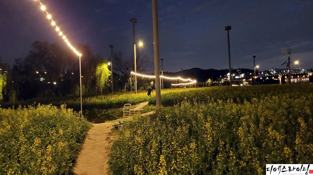서래섬 알전구 설치 대표사진